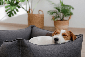 PET<BR/>BEDDING